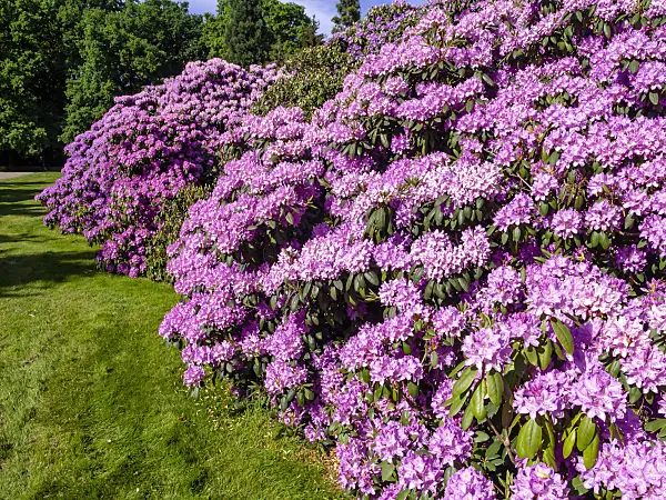 460139 - Rhododendron (Rhododendron)