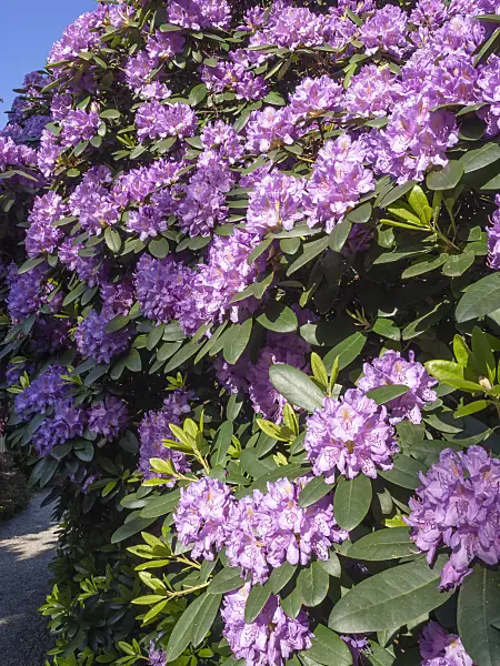 460140 - Rhododendron (Rhododendron)