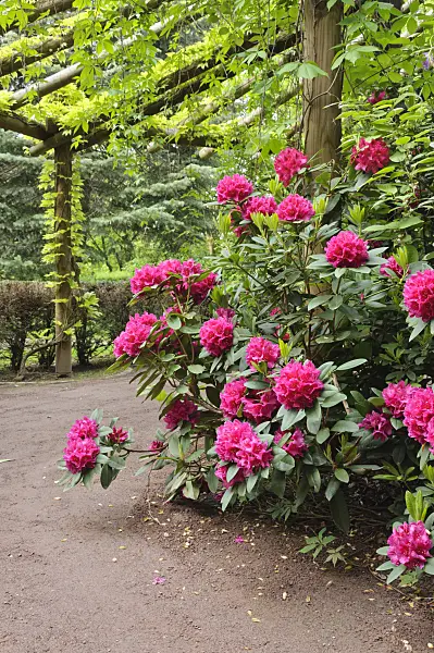 472227 - Rhododendron (Rhododendron)