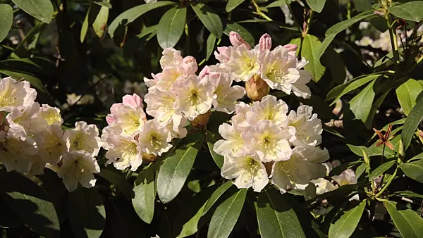 496026 - Rhododendron (Rhododendron)