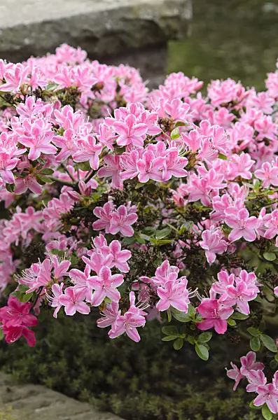 496076 - Rhododendron (Rhododendron)