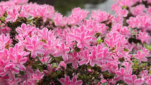 496117 - Rhododendron (Rhododendron)