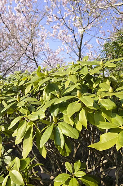 519093 - Rhododendron (Rhododendron)