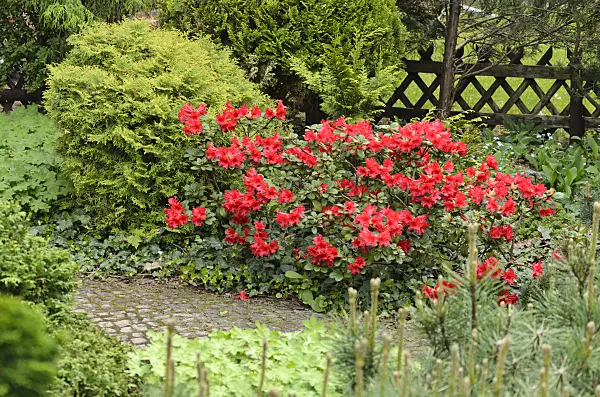 520072 - Rhododendron (Rhododendron)