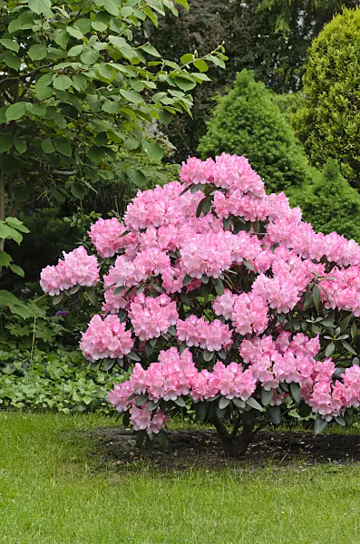 520351 - Rhododendron (Rhododendron)