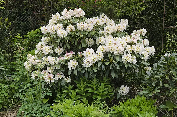 544102 - Rhododendron (Rhododendron)