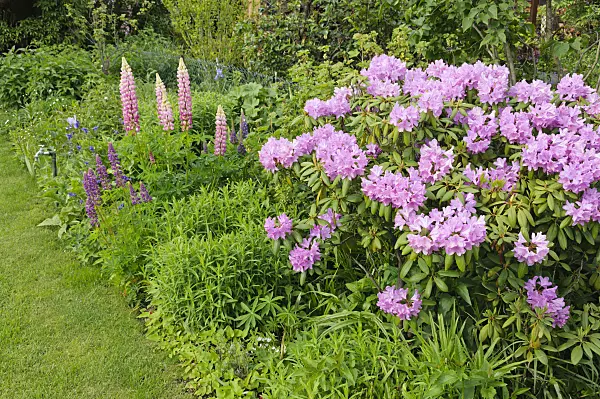 484344 - Rhododendron (Rhododendron) and garden lupin (Lupinus polyphyllus)