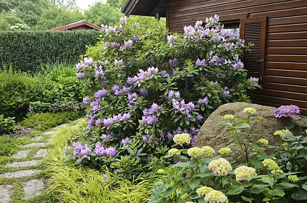545124 - Rhododendron (Rhododendron) and hydrangea (Hydrangea) in front of a garden house