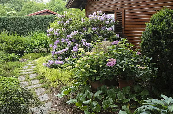545125 - Rhododendron (Rhododendron) and hydrangea (Hydrangea) in front of a garden house