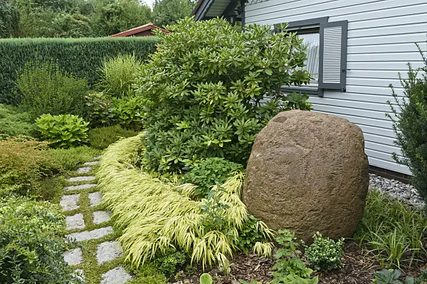 559074 - Rhododendron (Rhododendron) and Japanese forest grass (Hakonechloa macra 'Aureola')