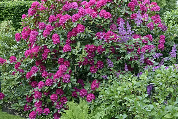 568005 - Rhododendron (Rhododendron) and lilac (Syringa)