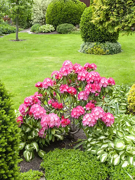 484358 - Rhododendron (Rhododendron) and plantain lilies (Hosta)