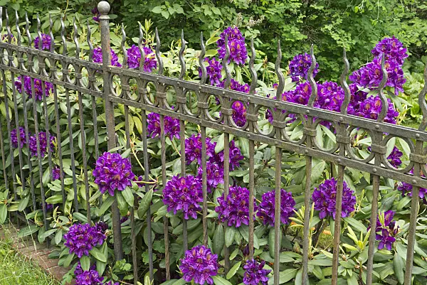 544181 - Rhododendron (Rhododendron) at a garden fence