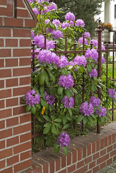 544190 - Rhododendron (Rhododendron) at a garden fence