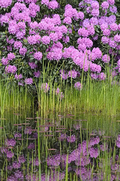 520412 - Rhododendron (Rhododendron) at a garden pond