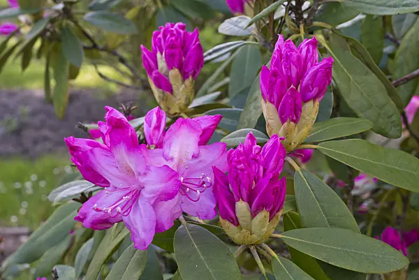 570046 - Rhododendron (Rhododendron augustinii)