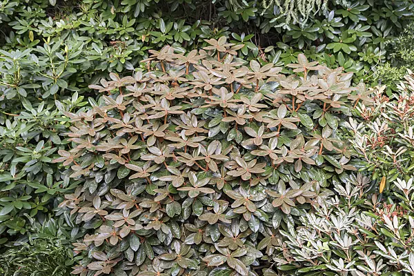 638303 - Rhododendron (Rhododendron bureavii)