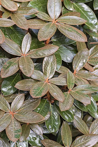 638304 - Rhododendron (Rhododendron bureavii)