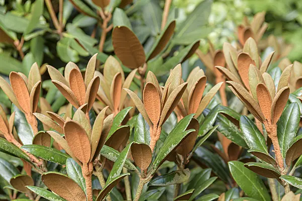 607186 - Rhododendron (Rhododendron bureavii 'Hydon Velvet')