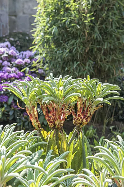 638305 - Rhododendron (Rhododendron calophytum)