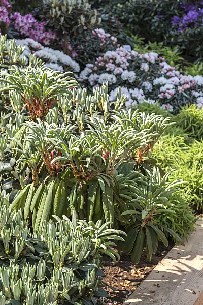 638306 - Rhododendron (Rhododendron calophytum)