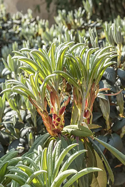 638307 - Rhododendron (Rhododendron calophytum)