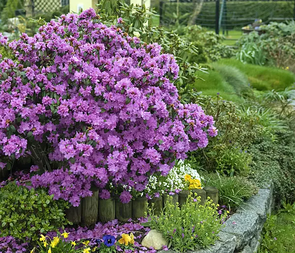 490130 - Rhododendron (Rhododendron carolinianum 'P.J. Mezitt')