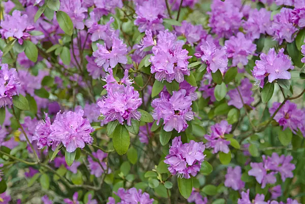 490131 - Rhododendron (Rhododendron carolinianum 'P.J. Mezitt')