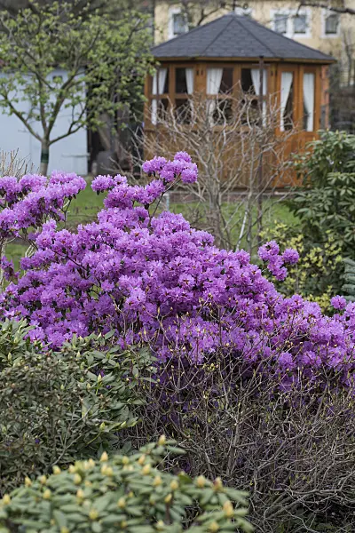 616310 - Rhododendron (Rhododendron carolinianum 'P.J. Mezitt')