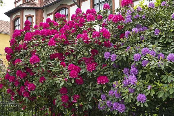 544192 - Rhododendron (Rhododendron) dans un jardin de devant