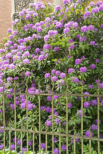 544179 - Rhododendron (Rhododendron) in a front garden