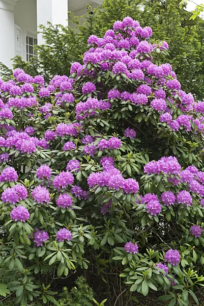 544183 - Rhododendron (Rhododendron) in a front garden