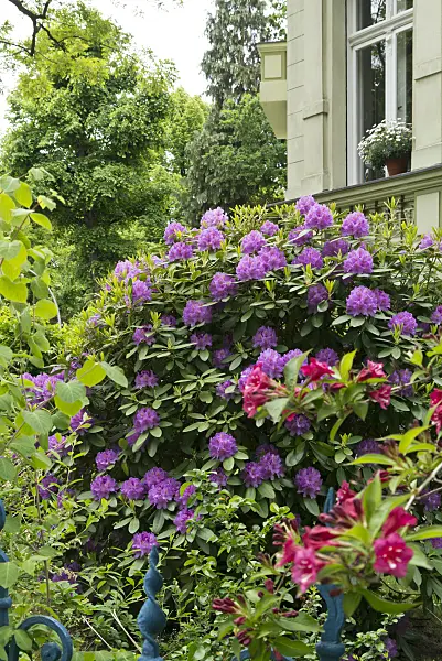 544184 - Rhododendron (Rhododendron) in a front garden