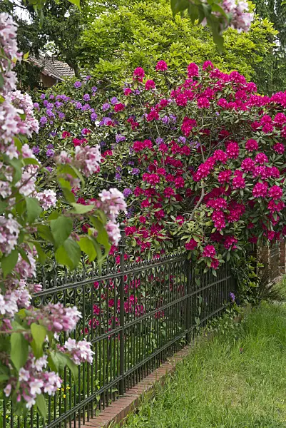 544193 - Rhododendron (Rhododendron) in a front garden