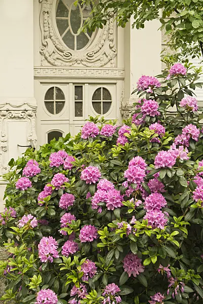 545051 - Rhododendron (Rhododendron) in a front garden
