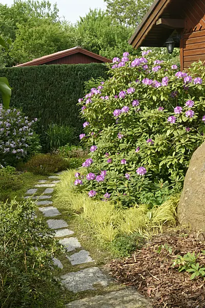 556058 - Rhododendron (Rhododendron) in front of a garden house