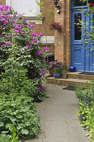 544191 - Rhododendron (Rhododendron) in front of a house entrance