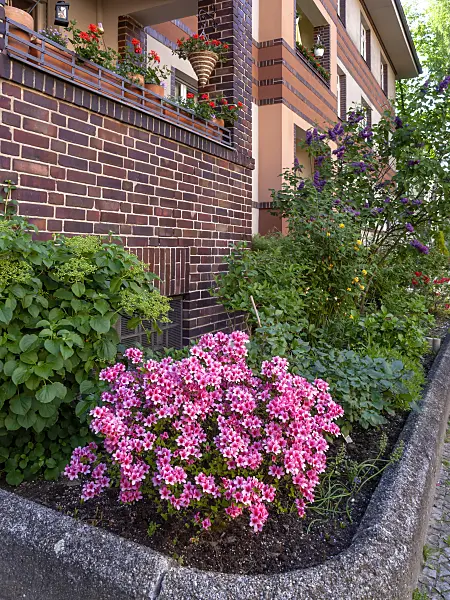 460083 - Rhododendron (Rhododendron) in the front garden of an apartment building
