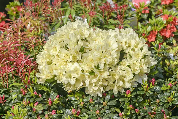 558220 - Rhododendron (Rhododendron keiskei 'Patty Bee')
