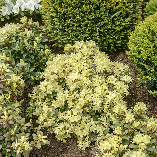 558225 - Rhododendron (Rhododendron keiskei Princess Anne')