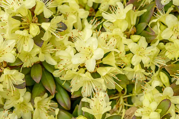 593181 - Rhododendron (Rhododendron keiskei Princess Anne')