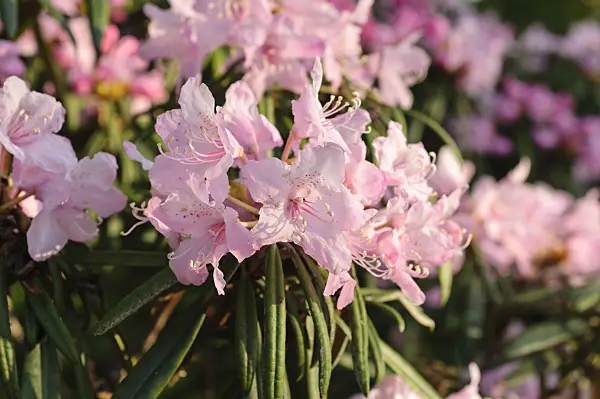 484185 - Rhododendron (Rhododendron makinoi)