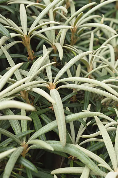 511249 - Rhododendron (Rhododendron makinoi)