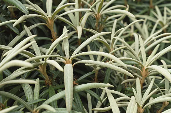 511250 - Rhododendron (Rhododendron makinoi)