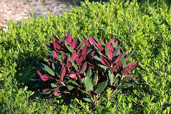 664374 - Rhododendron (Rhododendron neriiflorum 'Wine and Roses')