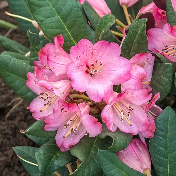 664375 - Rhododendron (Rhododendron neriiflorum 'Wine and Roses')