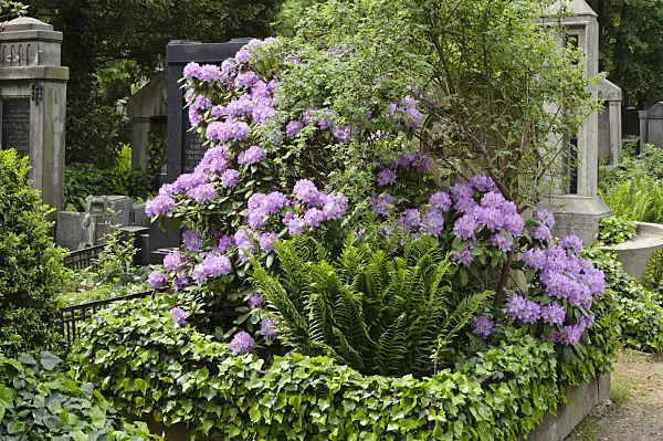 472096 - Rhododendron (Rhododendron) on a cemetery