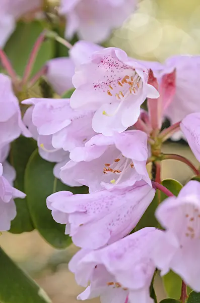 531069 - Rhododendron (Rhododendron oreodoxa)