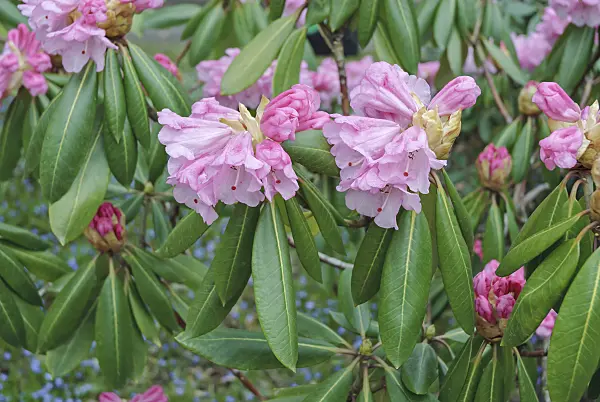 547273 - Rhododendron (Rhododendron oreodoxa)