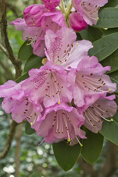 555101 - Rhododendron (Rhododendron oreodoxa var. fargesii)